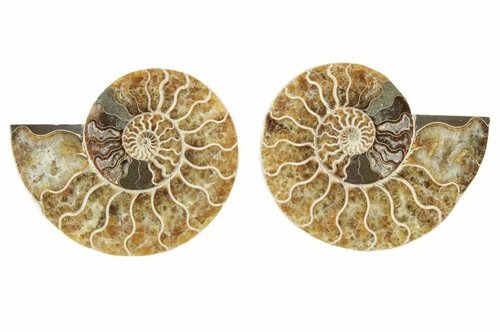 Cut & Polished, Agatized Ammonite Fossil - Madagascar #234406